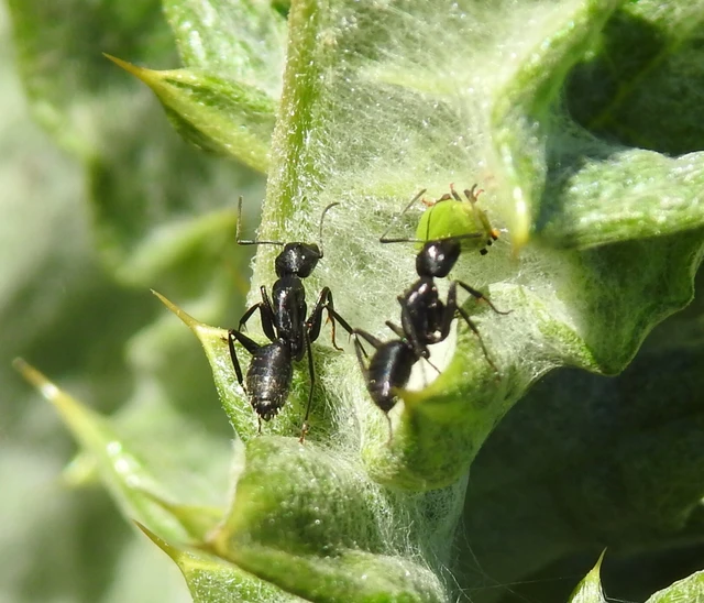 Camponotus vagus - fekete lóhangya