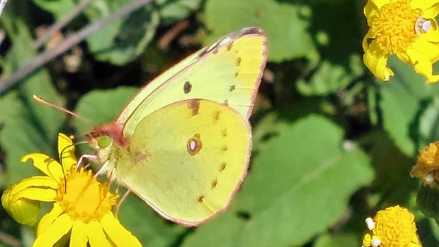 Colias hyale - kéneslepke