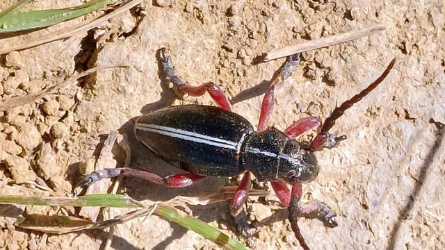 Dorcadion pedestre - kétsávos gyalogcincér Dorcadion pedestre - kétsávos gyalogcincér