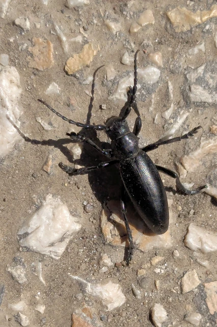 Dorcadion aethiops - fekete gyalogcincér