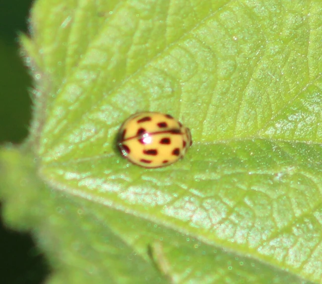 Propylea quatuordecimpunctata - tizennégypettyes füsskata
