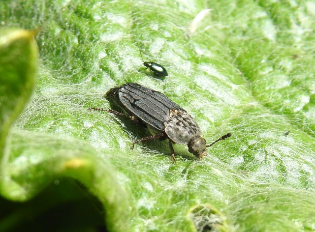 Thanatophilus sinuatus - hegyesvállú dögbogár