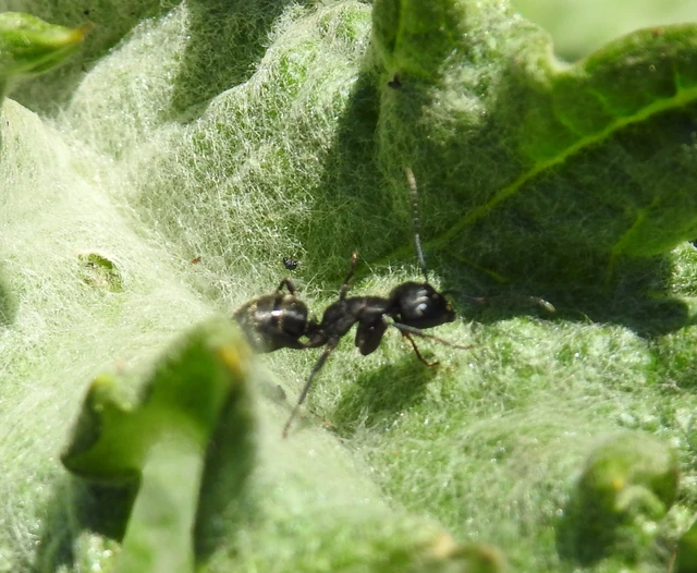 Camponotus vagus - fekete lóhangya
