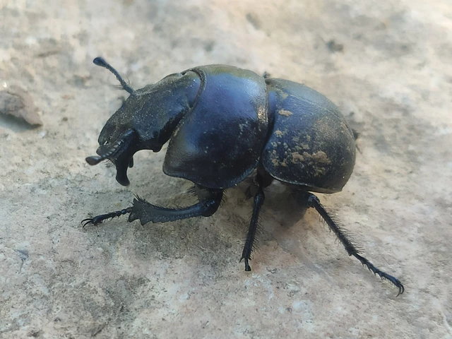 Lethrus apterus - nagyfejű csajkó