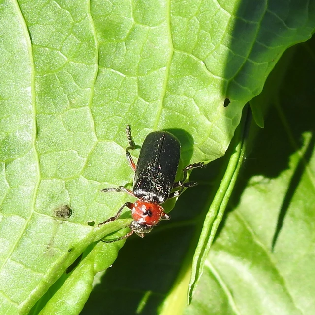 Cantharis rustica - suszterbogár
