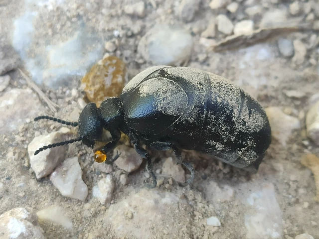 Meloe scabriusculus - érdes nünüke