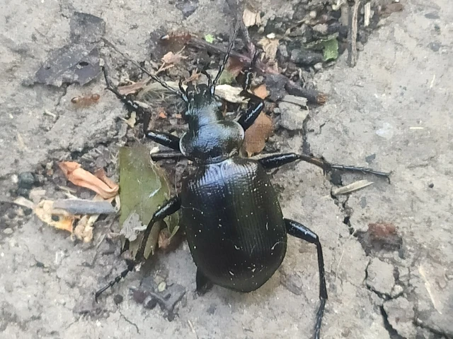 Calosoma inquisitor - kis bábrabló