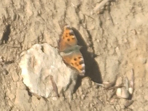 Nymphalis polychloros - nagy rókalepke
