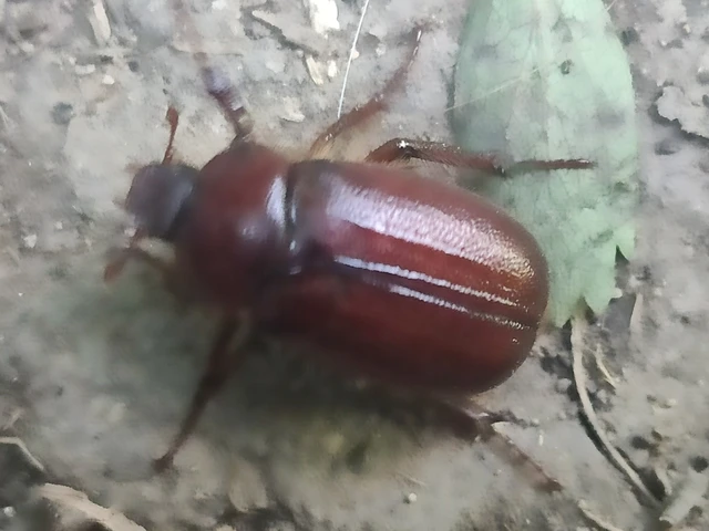 Holochelus aequinoctialis - tavaszeleji cserebogár