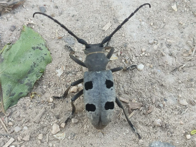 Morimus asper funereus - gyászcincér