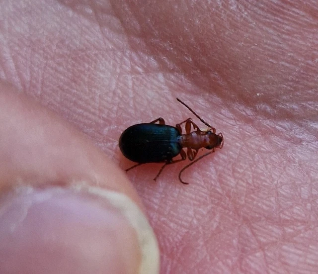 Brachinus