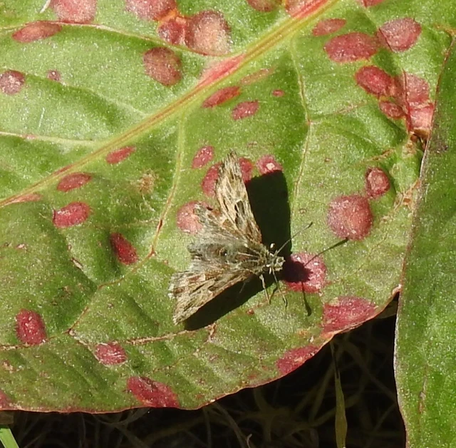Carcharodus alceae - mályva-busalepke