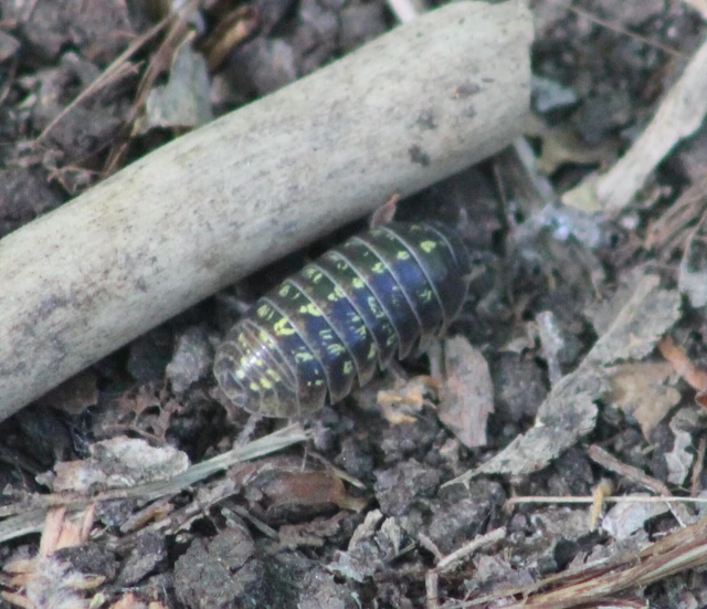 Isopoda - Ászkarákok