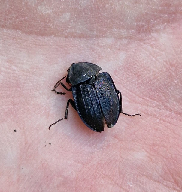 Phosphuga atrata - bordás csigarabló Phosphuga atrata - bordás csigarabló