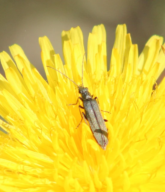Oedemera