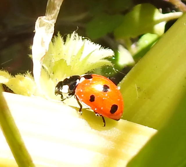 Coccinella septempunctata - hétpettyes katica