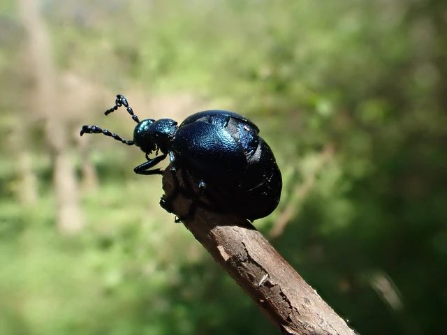 Meloe violaceus - kék nünüke