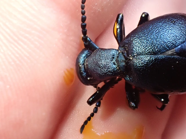 Meloe violaceus - kék nünüke