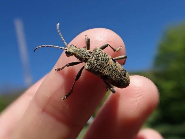 Rhagium mordax - cser-tövisescincér