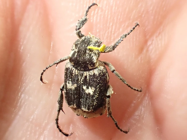 Valgus hemipterus - suta virágbogár