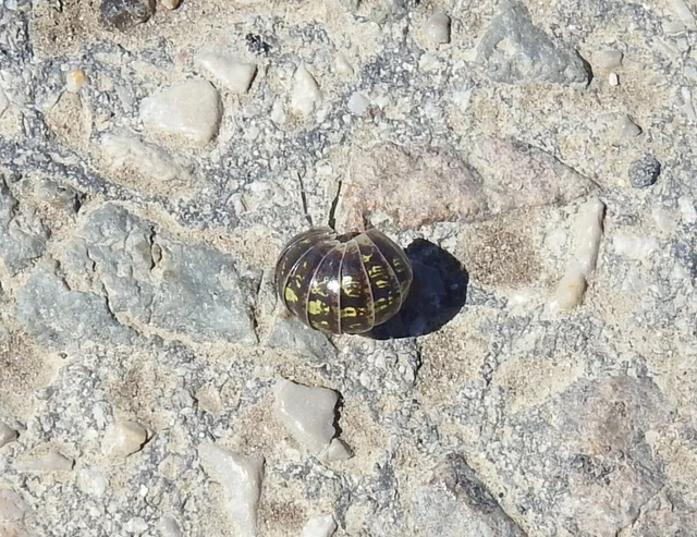 Isopoda - Ászkarákok