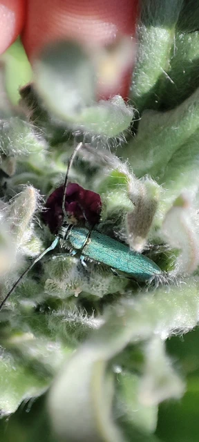 Phytoecia coerulescens - kígyósziszcincér