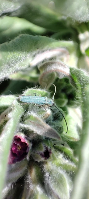 Phytoecia coerulescens - kígyósziszcincér