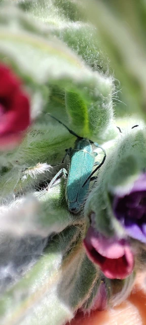 Phytoecia coerulescens - kígyósziszcincér
