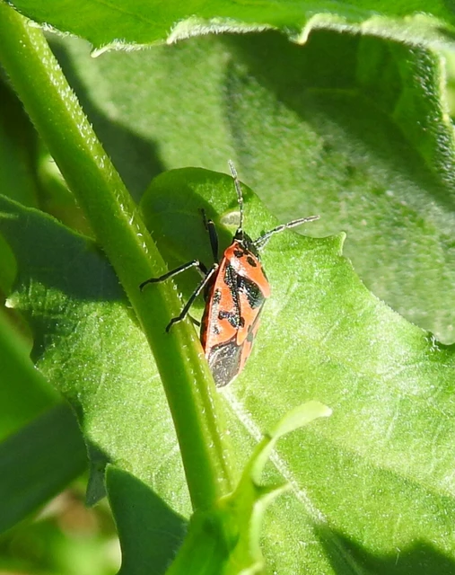 Eurydema ornata - díszespoloska Eurydema ornata - díszespoloska