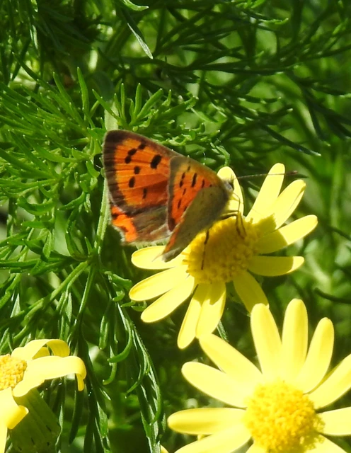 Lycaena phlaeas - közönséges tűzlepke