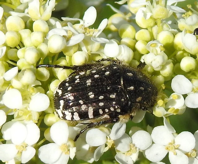 Oxythyrea funesta - sokpettyes virágbogár
