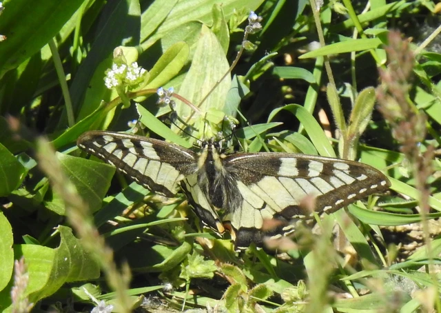 Papilio machaon - fecskefarkú lepke