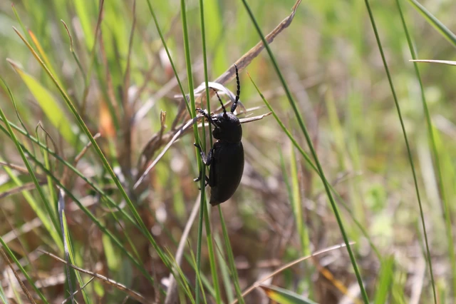 Dorcadion aethiops - fekete gyalogcincér