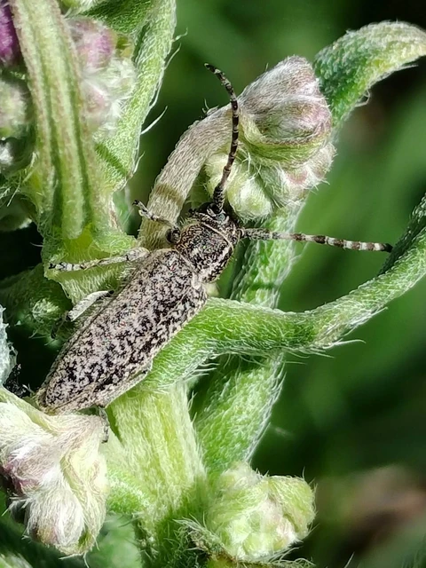 Pilemia tigrina - atracélcincér