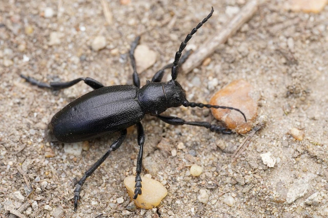 Dorcadion aethiops - fekete gyalogcincér