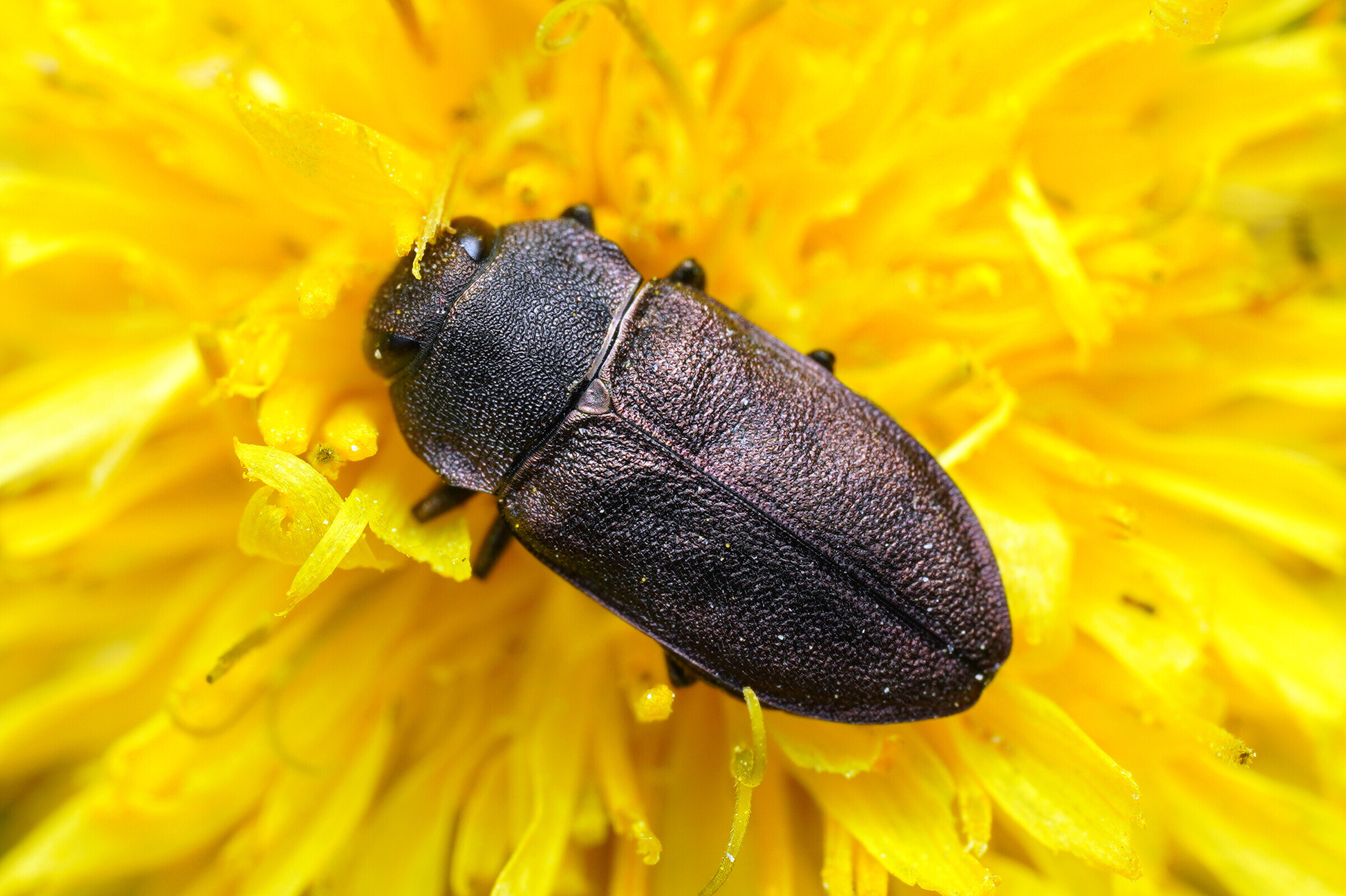 Anthaxia helvetica - helvét virágdíszbogár