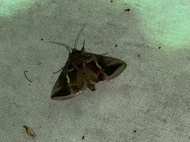Macdunnoughia confusa - cseppfoltos ezüstbagoly