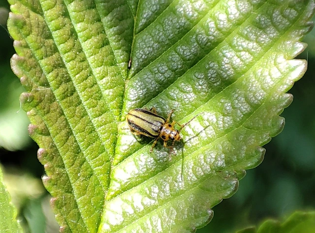 Xanthogalerucella luteola - szilfa-olajosbogár