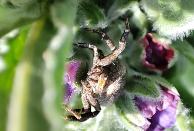 Thomisidae - karolópókok