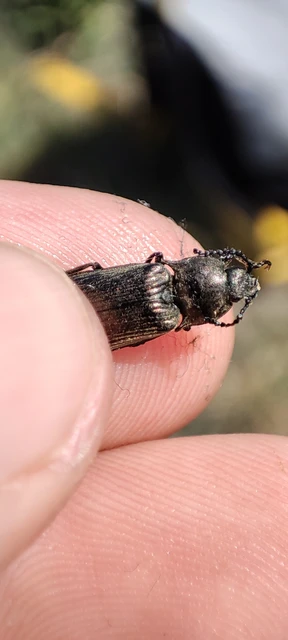 Selatosomus latus - széles pattanó