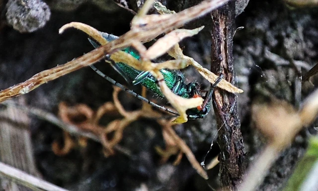 Phytoecia caerulea - fémzöld fűcincér