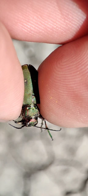 Cicindela campestris - mezei homokfutrinka