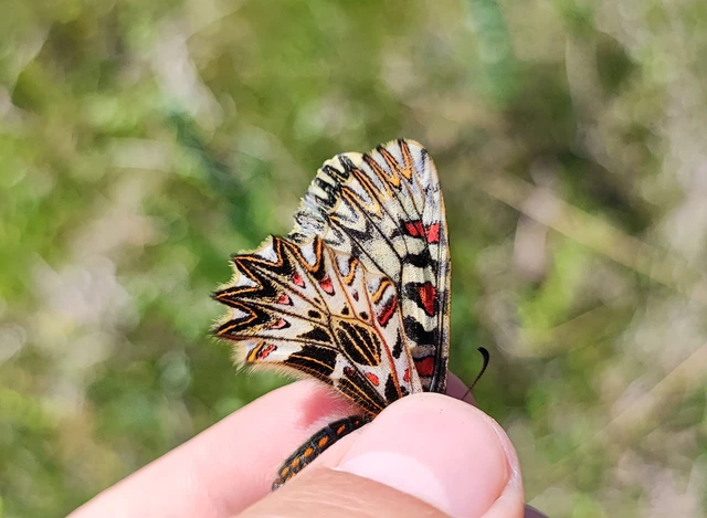 Zerynthia polyxena - farkasalmalepke