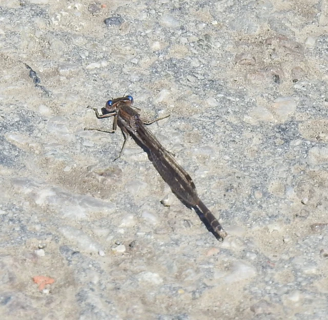 Sympecma fusca - téli rablószitakötő Sympecma fusca - téli rablószitakötő