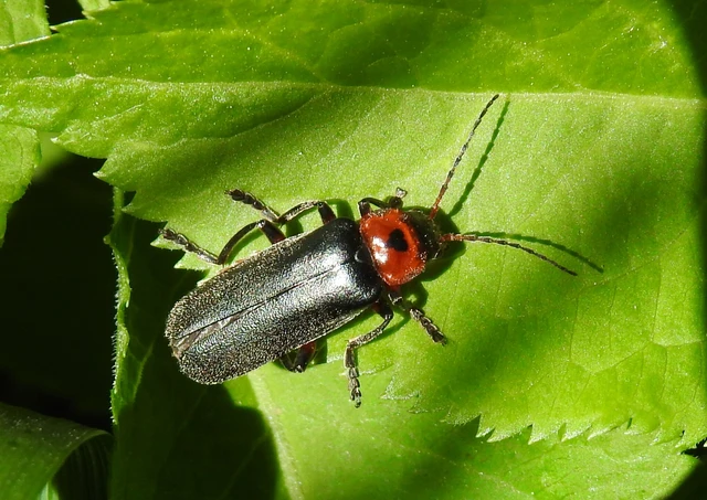 Cantharis rustica - suszterbogár