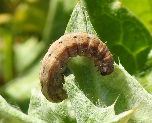 Hoplodrina