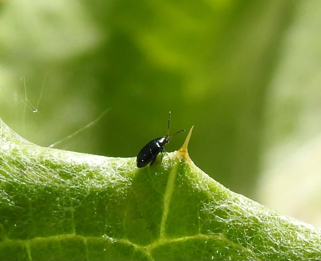 Phyllotreta