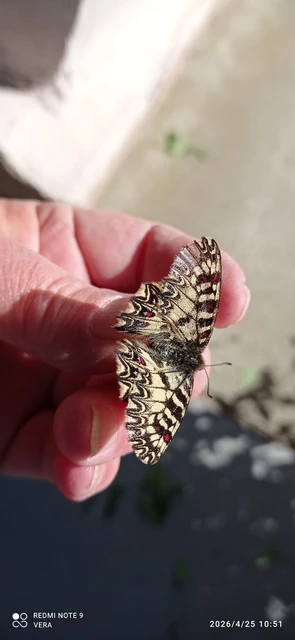Zerynthia polyxena - farkasalmalepke