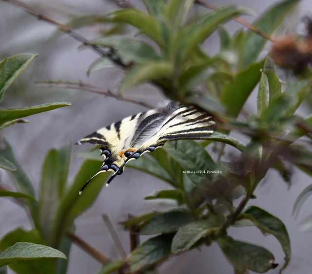 Iphiclides podalirius - kardoslepke
