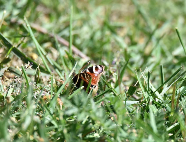 Nymphalis io - nappali pávaszem